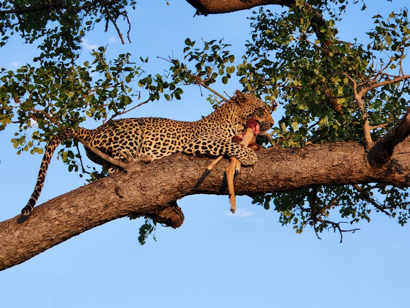 2026 Journey Into Africa II